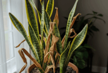 dying snake plant