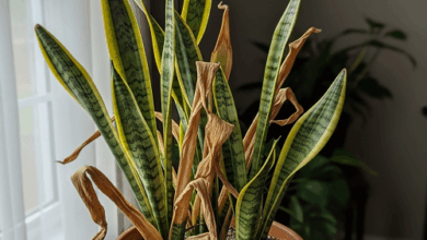 dying snake plant